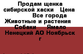 Продам щенка сибирской хаски › Цена ­ 8 000 - Все города Животные и растения » Собаки   . Ямало-Ненецкий АО,Ноябрьск г.